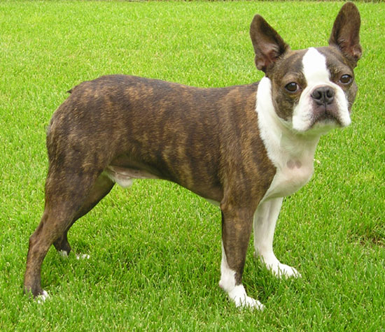 Perro: Boston Terrier