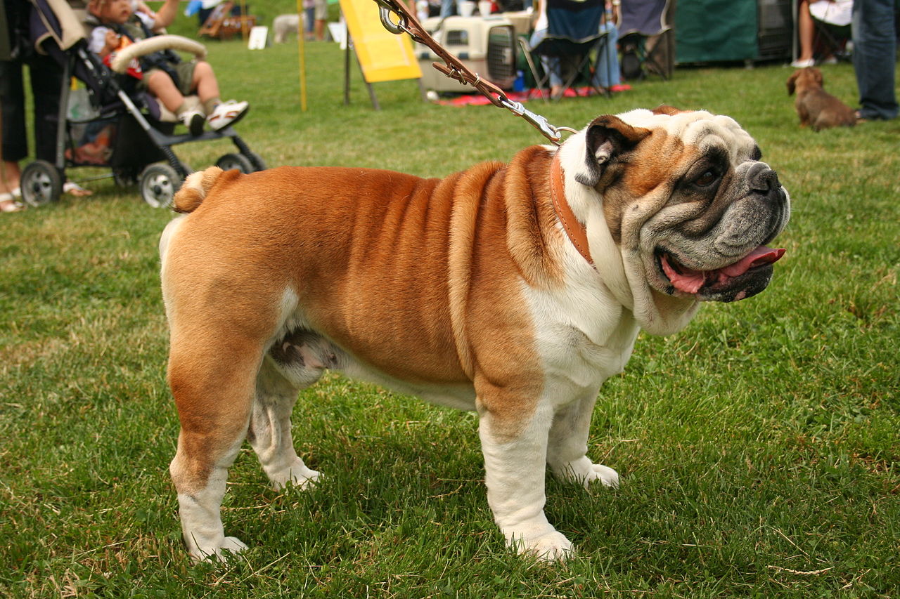 Perro: Bulldog Inglés