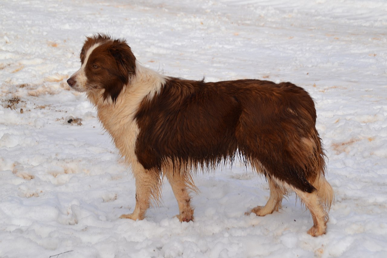 Perro: Border Collie