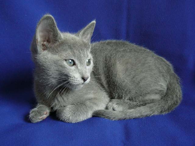 Gato: Ruso Azul
